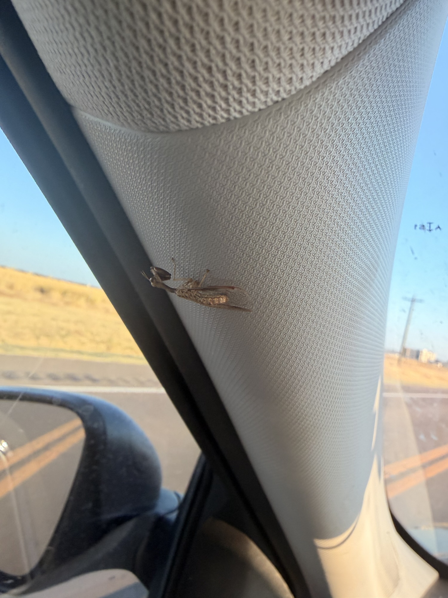 The Brown Praying Mantis on My Driver’s Side Door